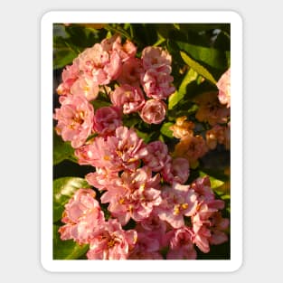 Common Hawthorn Flowers Sticker